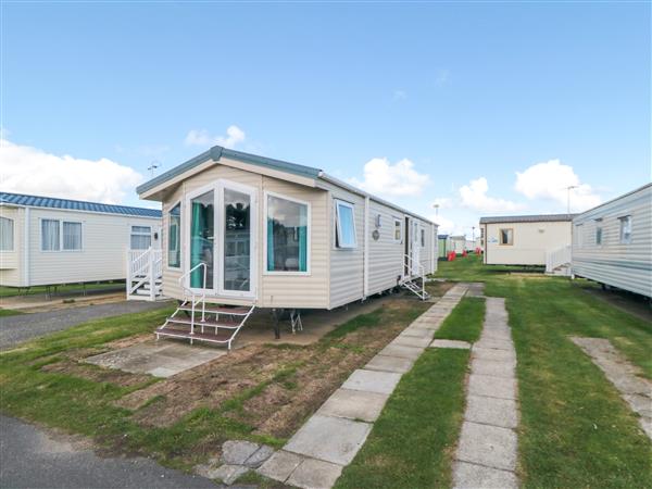 13 Gosling in Cayton Bay, North Yorkshire