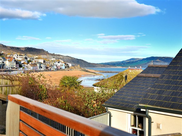Avocet in Lyme Regis, Dorset