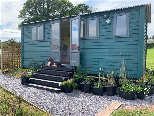 Bluebell Shepherd's Hut in Gwynedd