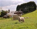 Bryn Y Garreg Cottage - The Wireless Tech Free Farm - Powys