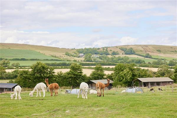 Canvas hideaway with en-suite shower at East Shilvinghampton Farm in Dorset