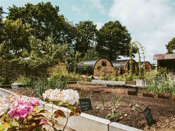 Harvest Pyggy in Kent