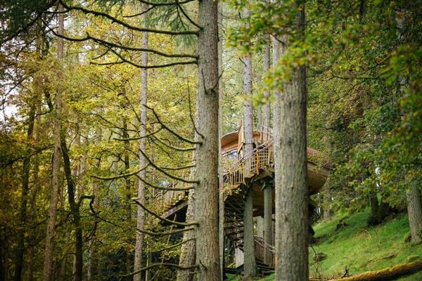 Pen Y Graig Treehouses - Gwdw Hw in Powys