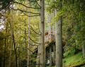 Pen Y Graig Treehouses - Gwdw Hw