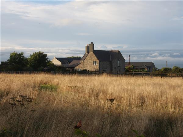 Plas Newydd Flower Farm - Gwynedd