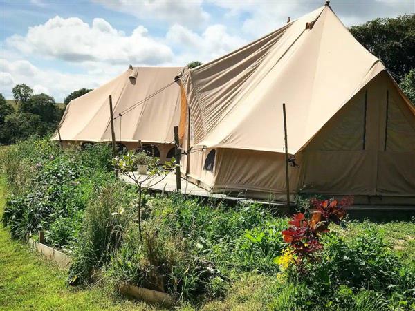 Poppy Bell Tent space for 4 in West Anstey, Devon