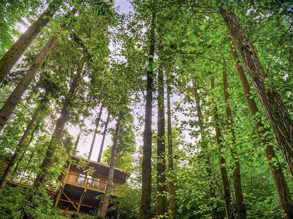 Redwood Valley Cabins and Yurts - Treetop Cabin in Powys