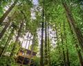 Redwood Valley Cabins and Yurts - Treetop Cabin