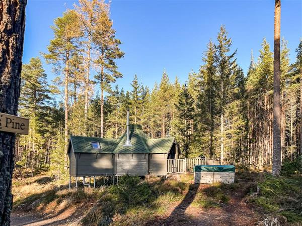 Scots Pine in Aberdeenshire