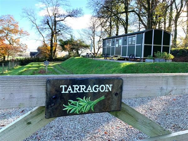 Tarragon in Lamerton, Devon