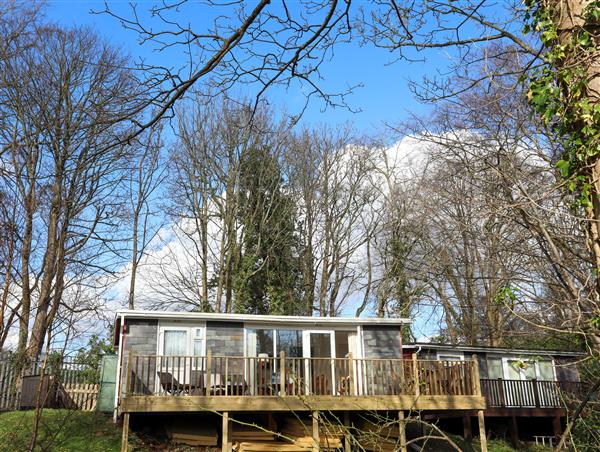 Treetops in Gwynedd