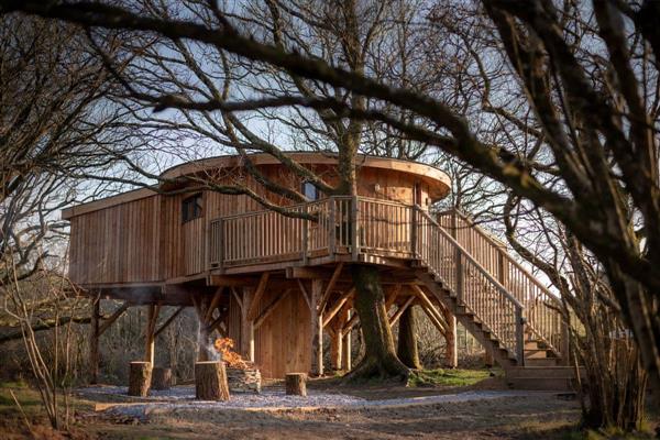 Tyr Derw & Tyr Onnen Treehouses - Tyr Derw Treehouse, Talybont, Ceredigion, Dyfed with hot tub